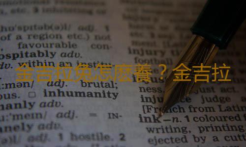金吉拉兔怎麽養？金吉拉兔的養殖方法