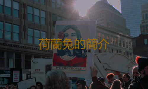 荷蘭兔的簡介