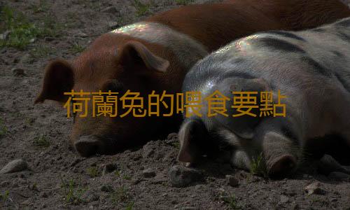 荷蘭兔的喂食要點