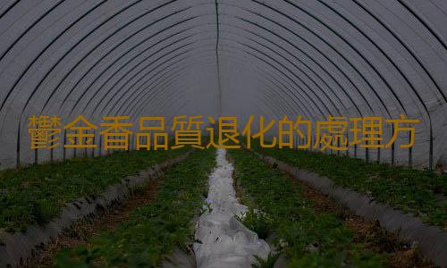 鬱金香品質退化的處理方法