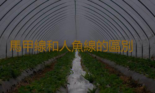 馬甲線和人魚線的區別 千萬不要把它們混為一談