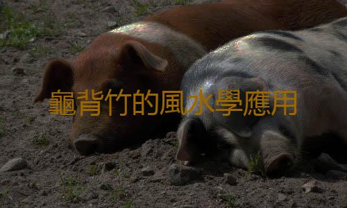 龜背竹的風水學應用